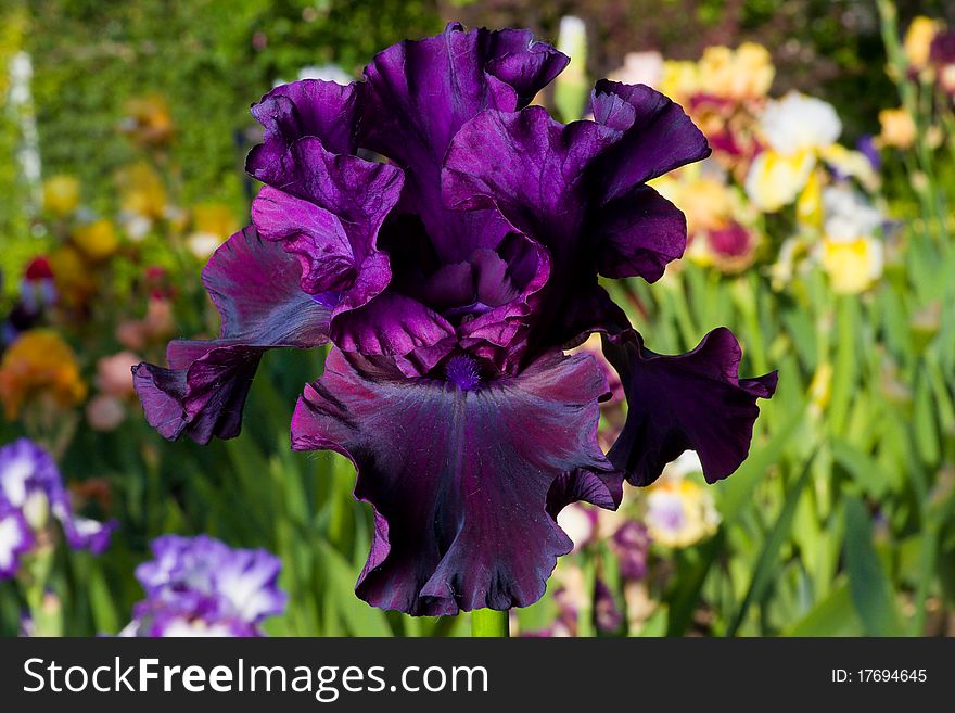 Purple iris on garden background