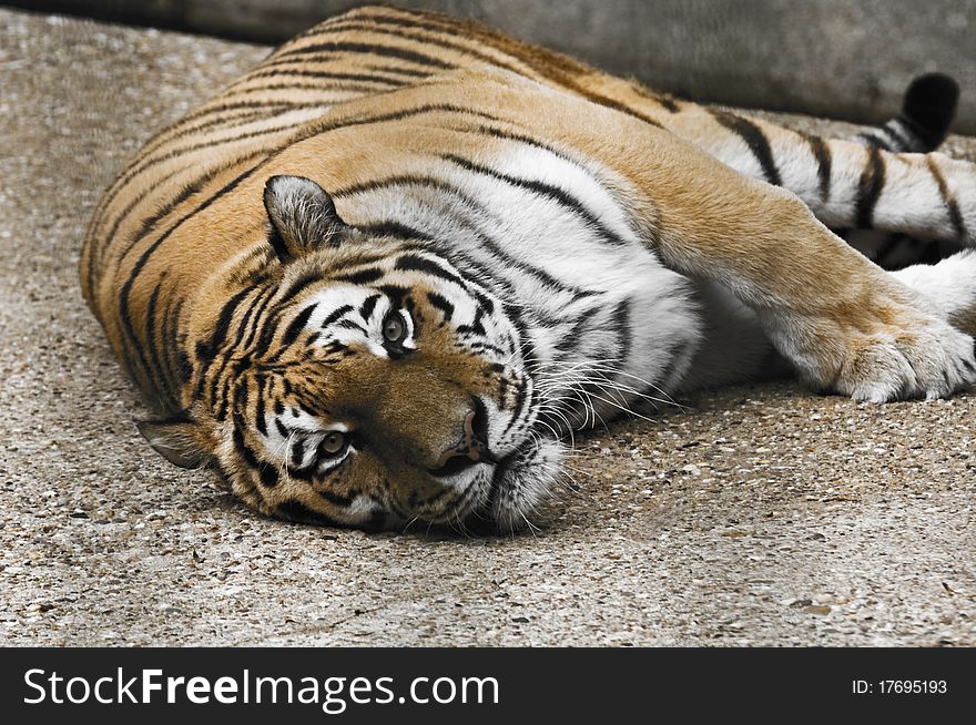 Tiger lying on the ground