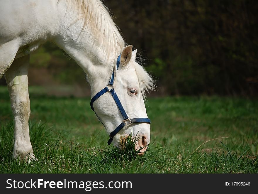 A portrait of a white horse