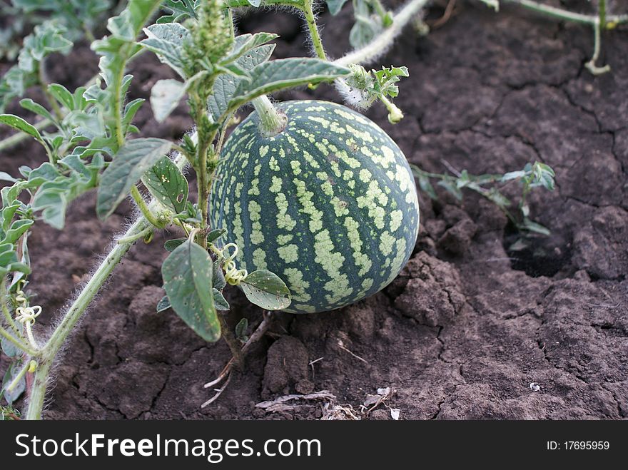 Watermelon fruit to brown earth. Watermelon fruit to brown earth