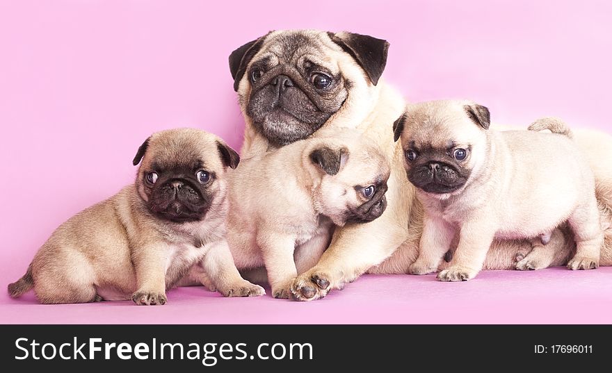 Portrait of a close-up of thoroughbred dog breed pug , Puppies and mom. Portrait of a close-up of thoroughbred dog breed pug , Puppies and mom