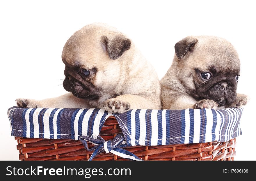 Portrait of a close-up of thoroughbred dog breed pug. Portrait of a close-up of thoroughbred dog breed pug