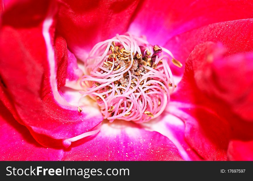 Pollen grains in a bright red colored flower. Pollen grains in a bright red colored flower.