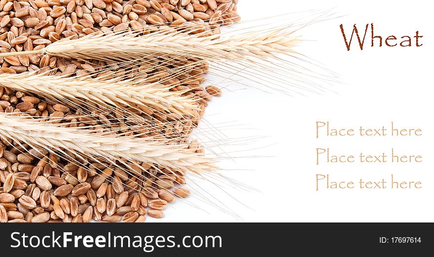 Wheat ears on the white background with place for text