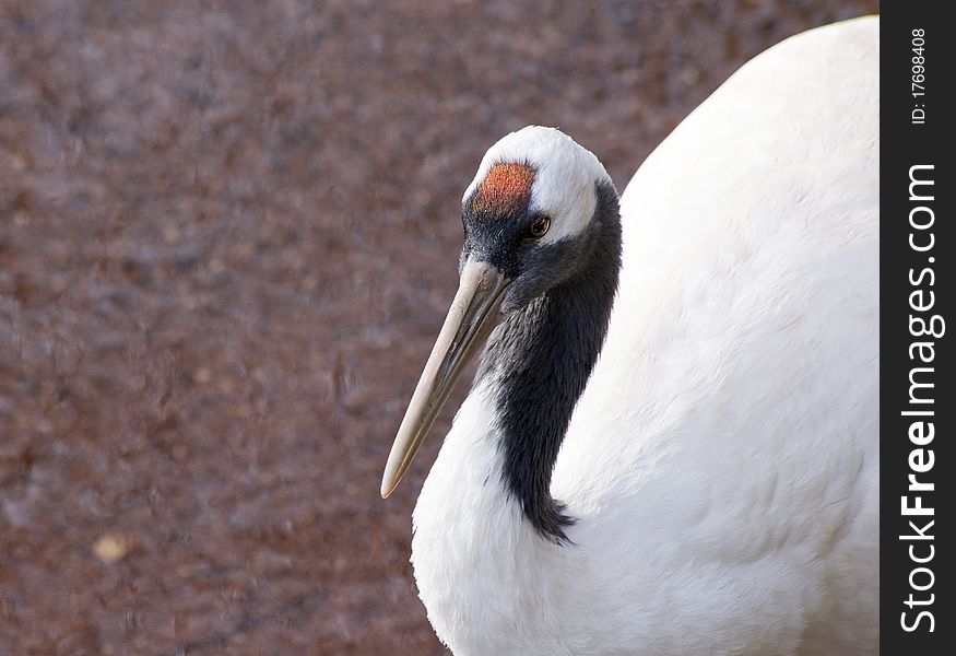 Close up of a Red Crowned Crane