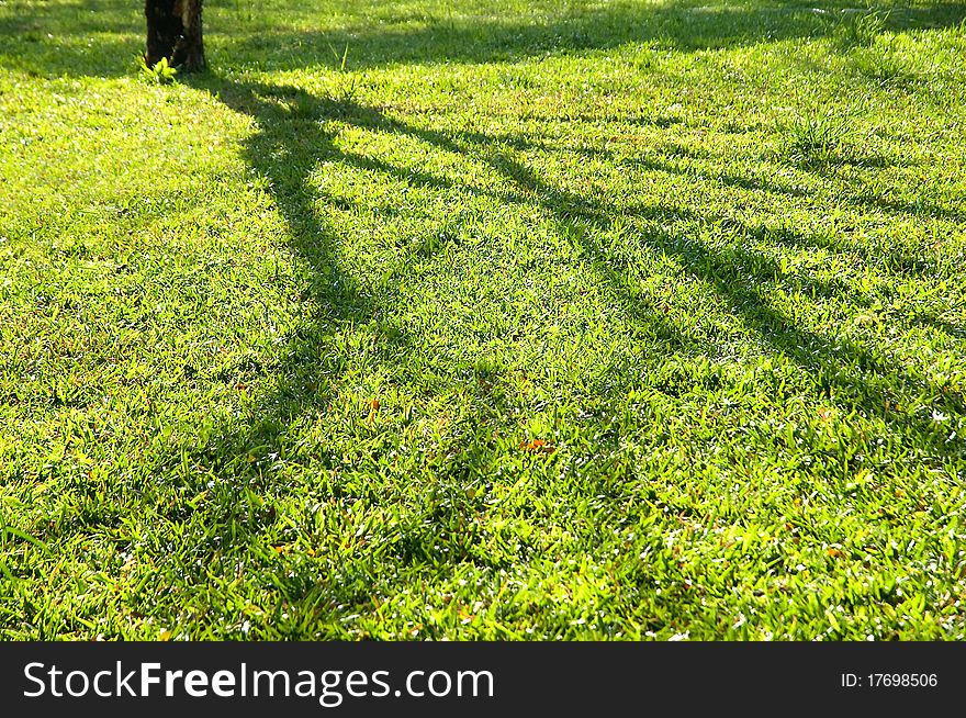 Light and shadow, which can be found generally in the green grass. Light and shadow, which can be found generally in the green grass.