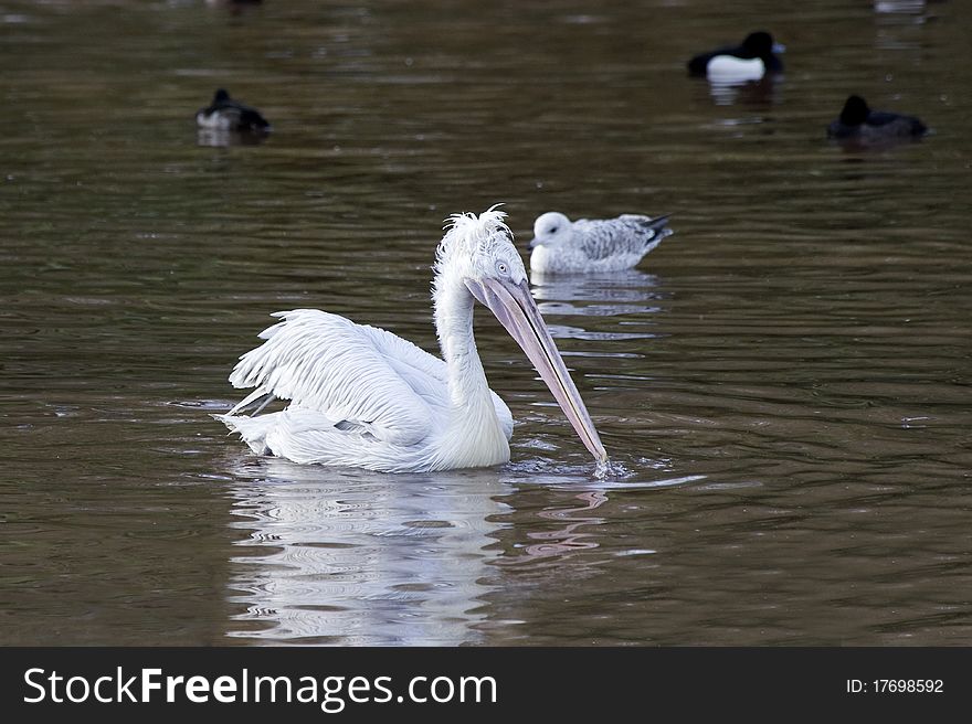 White Pelican swimming on lake