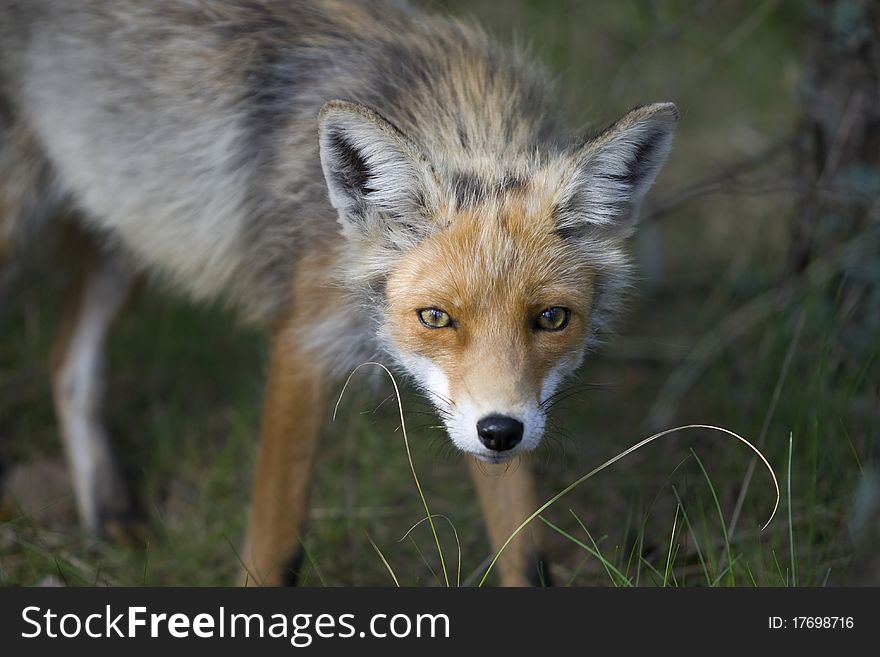 Fox after a long winter. Hungry fox glance.