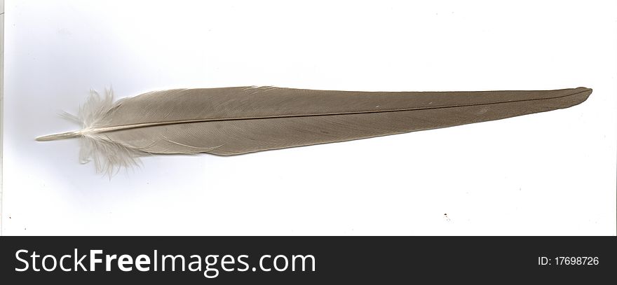 Grey male cockateil tail feather