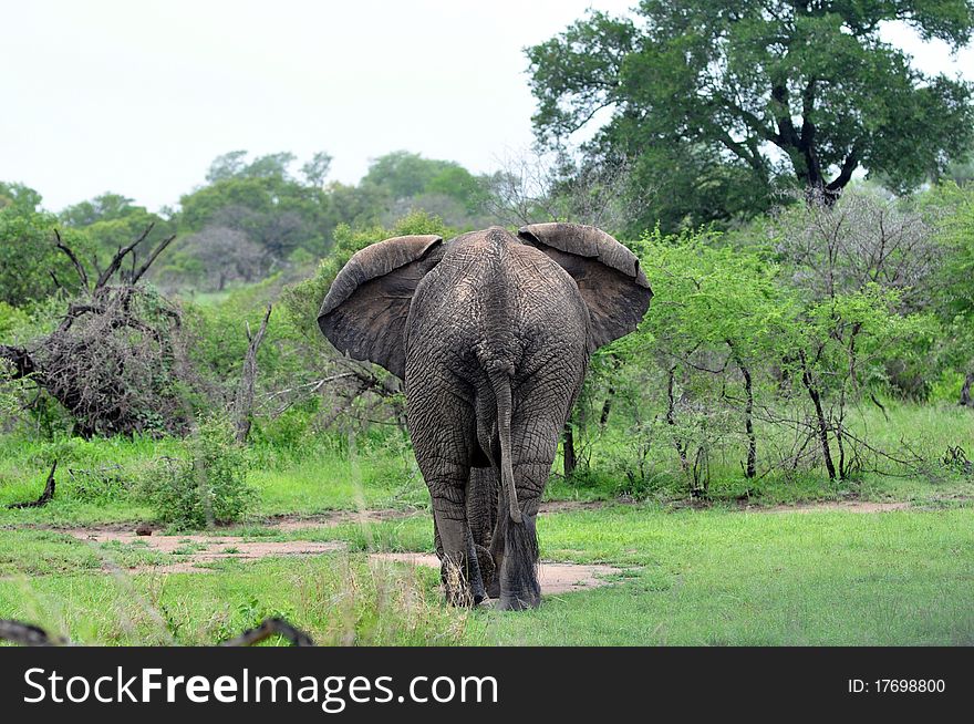 Elephant walking into green bush. Elephant walking into green bush
