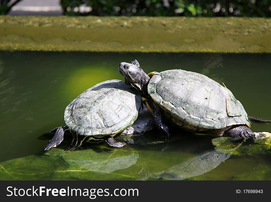 They are very old and relax, staying in the pond. They are very old and relax, staying in the pond.