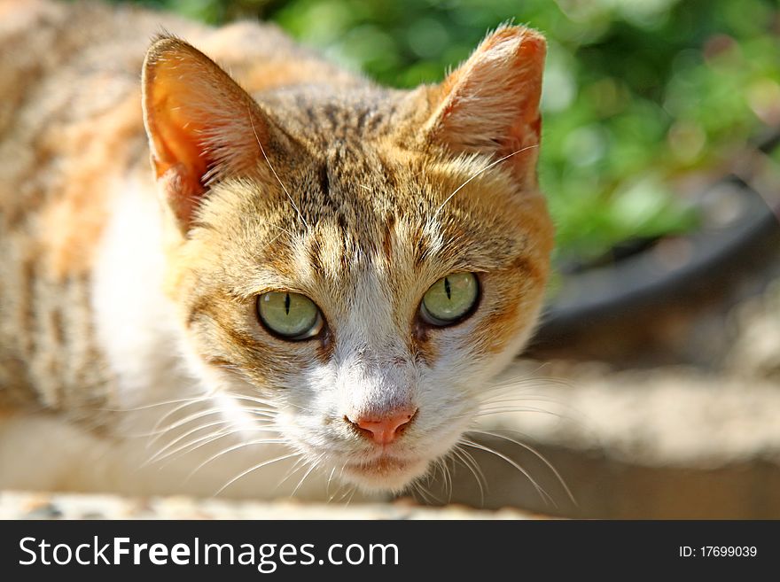 A sleepy cat along the street, with shape eyesight. A sleepy cat along the street, with shape eyesight.