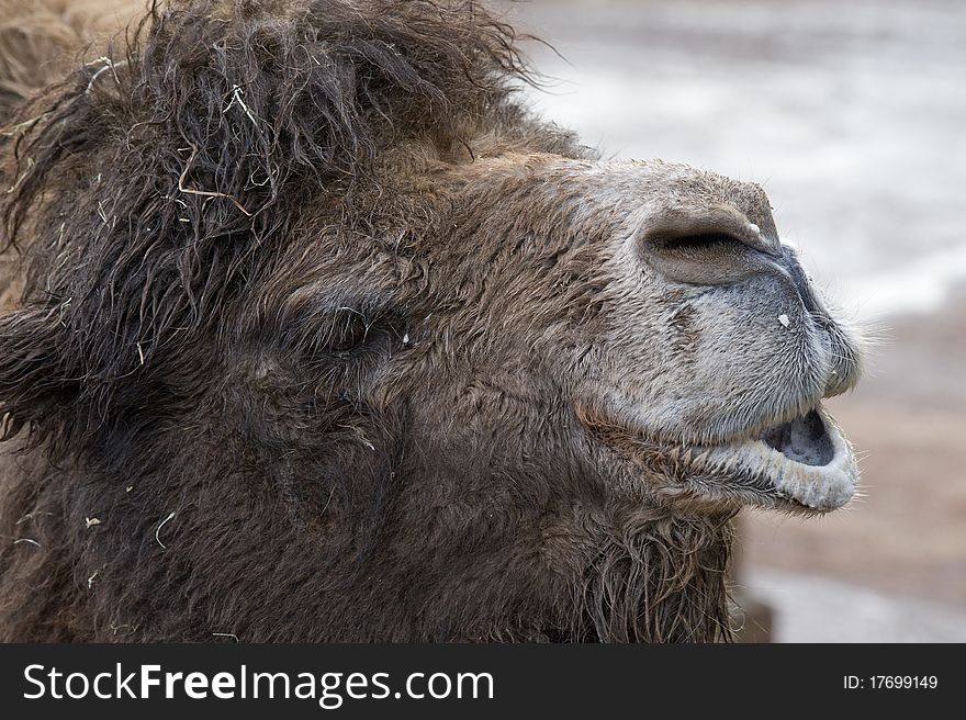 Close up of a Camels Head