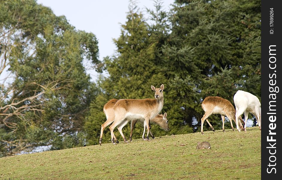 Antelope Grazing on a hillside