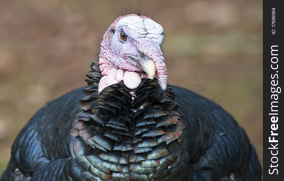 Close up of the Head of a Wild Turkey