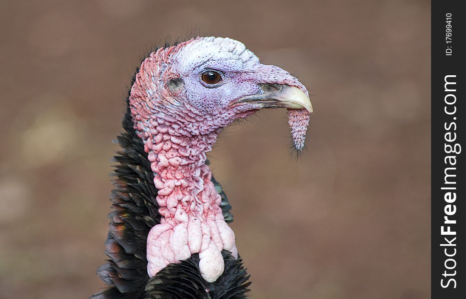 Close up of the Head of a Wild Turkey