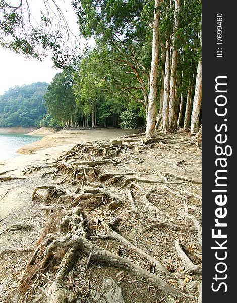 There are many buttress roots in Shing Mun Reservoir of Hong Kong. There are many buttress roots in Shing Mun Reservoir of Hong Kong.