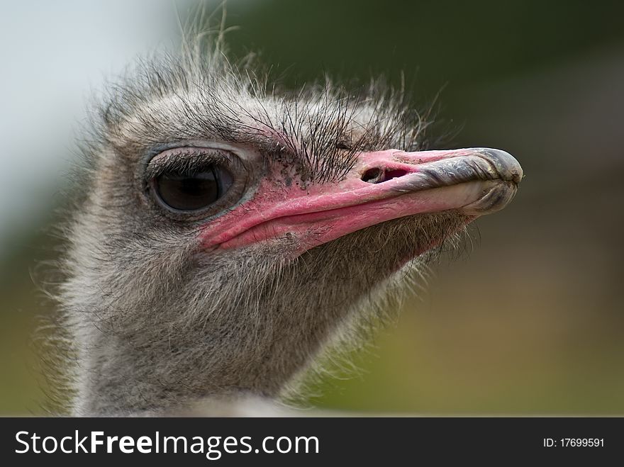 Portrait african ostrich, Struthio camelus