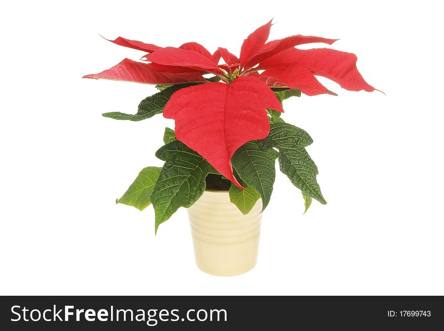 Poinsettia plant in a gold pot isolated against white. Poinsettia plant in a gold pot isolated against white