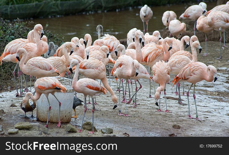 Greater Flamingo eating at the waters edge. Greater Flamingo eating at the waters edge