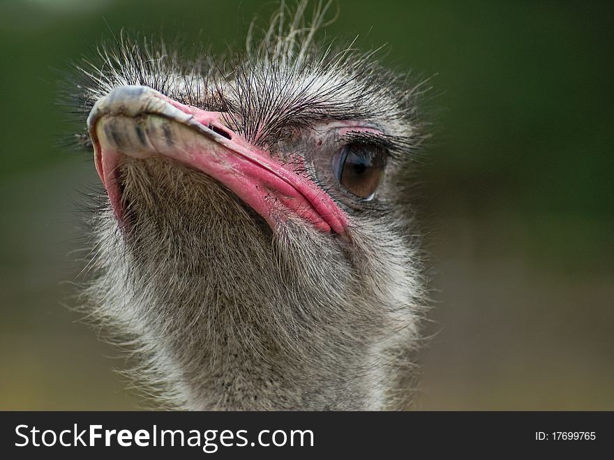 Portrait african ostrich, Struthio camelus