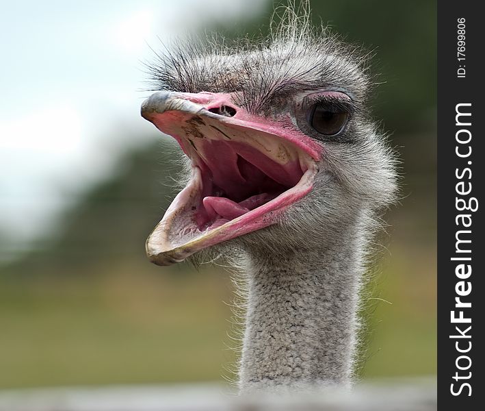 Portrait african ostrich, Struthio camelus