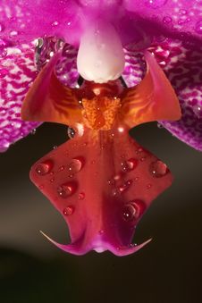 Phalaenopsis Orchid (Moth Orchid) Royalty Free Stock Photography Phalaenopsis Orchid (Moth Orchid) Royalty Free Stock Photography