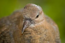 Brown Pigeon Royalty Free Stock Photo