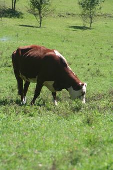 Cow Stock Photo