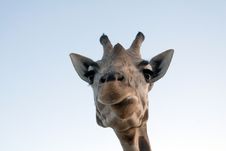 Giraffe Close-up Stock Images