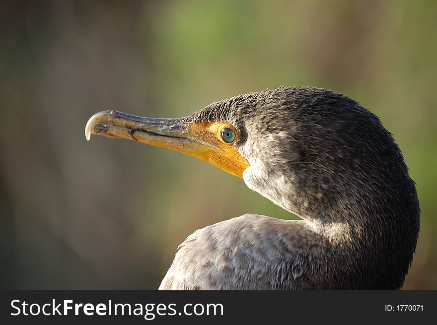 Double-crested Cormorant with green eyes at Everglades National Park