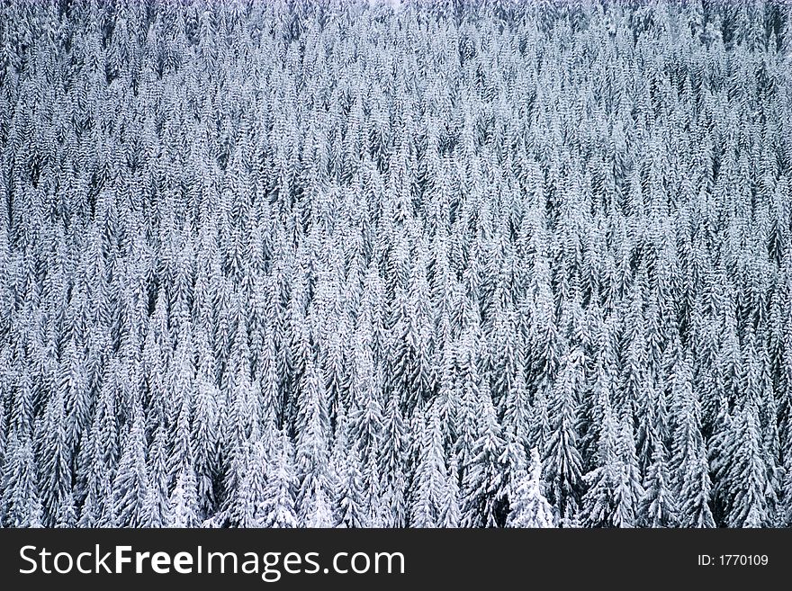 Evergreen tree forest texture in winter. Evergreen tree forest texture in winter