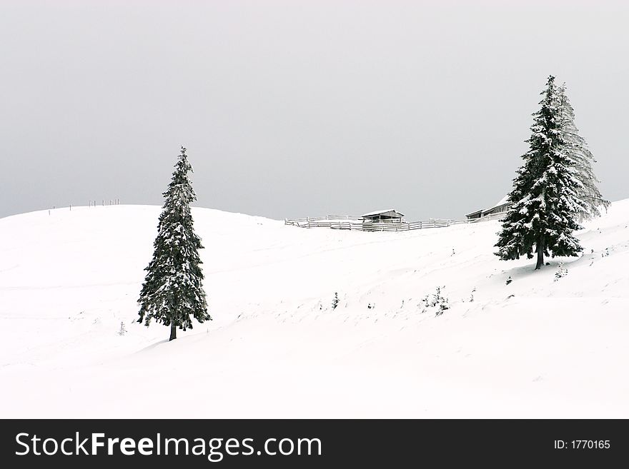 Simple winter abstract landscape with evergreen trees