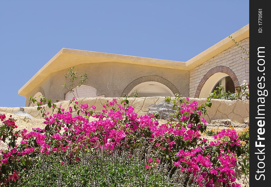 Some nice flowers in front of an Egyptian bungalow