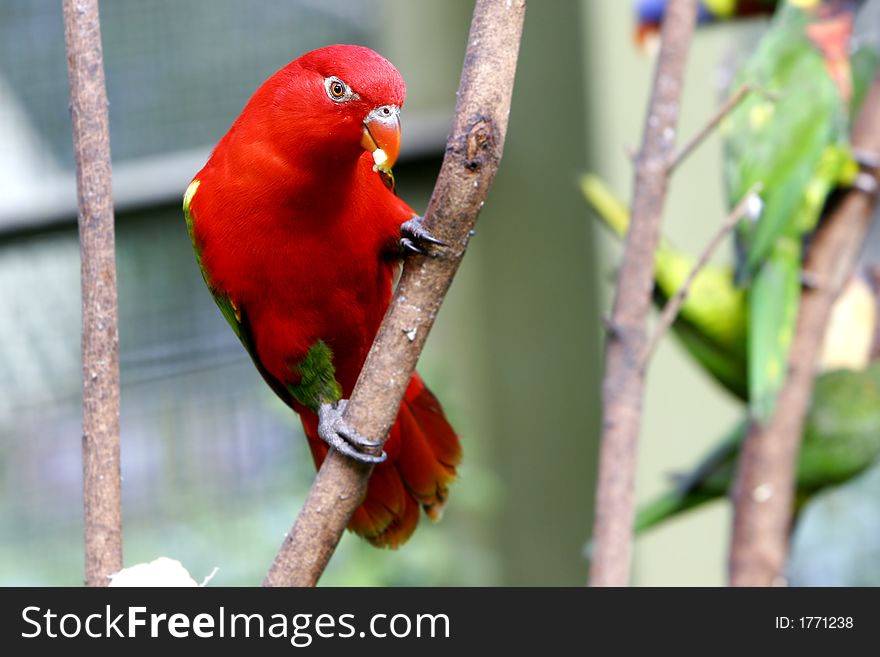 Image of red lovebird on tree
