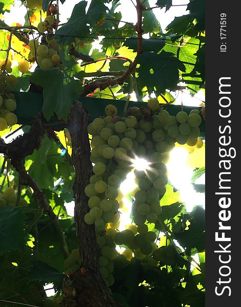 Grapes and sunshine in the summer