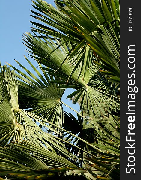 Green palm leafs in the sun