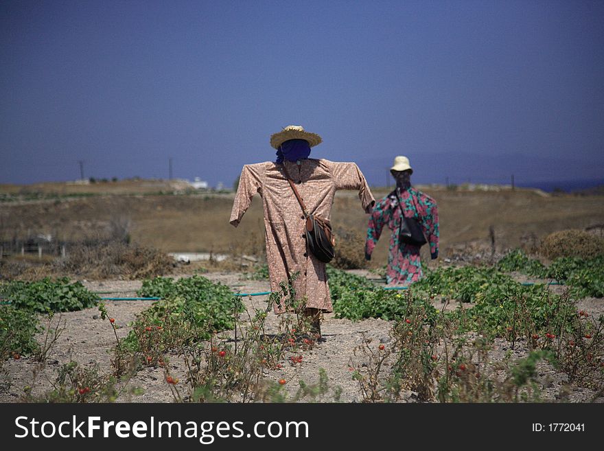 Two scarecrows standing guard over tomatoes in Santorini. Two scarecrows standing guard over tomatoes in Santorini