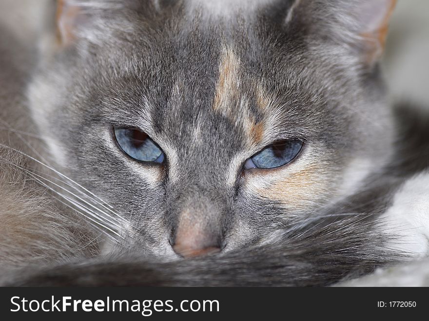Closeup of grey cat with blue eyes