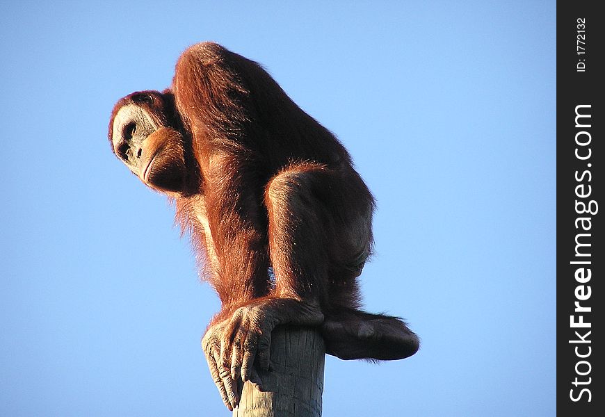 An Orangutan showing off at the New Orleans Zoo sat ontop of a tall pole. An Orangutan showing off at the New Orleans Zoo sat ontop of a tall pole