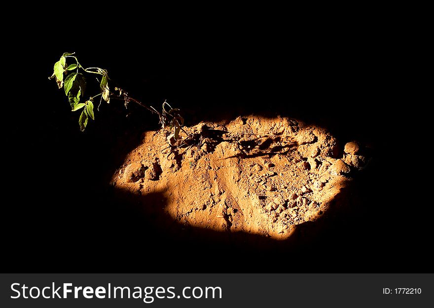 Branch with leaves isolated on black