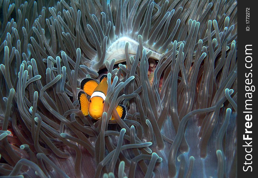 Anemone-fish with anemone in the red sea. Anemone-fish with anemone in the red sea