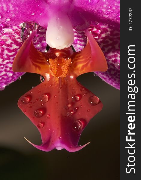 Macro photo of a Phalaenopsis or Moth Orchid. Macro photo of a Phalaenopsis or Moth Orchid
