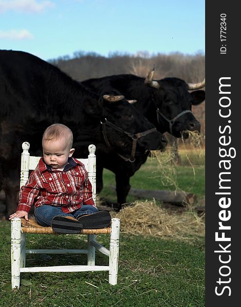 Image of baby boy sitting on a chair in front of two oxen. Image of baby boy sitting on a chair in front of two oxen