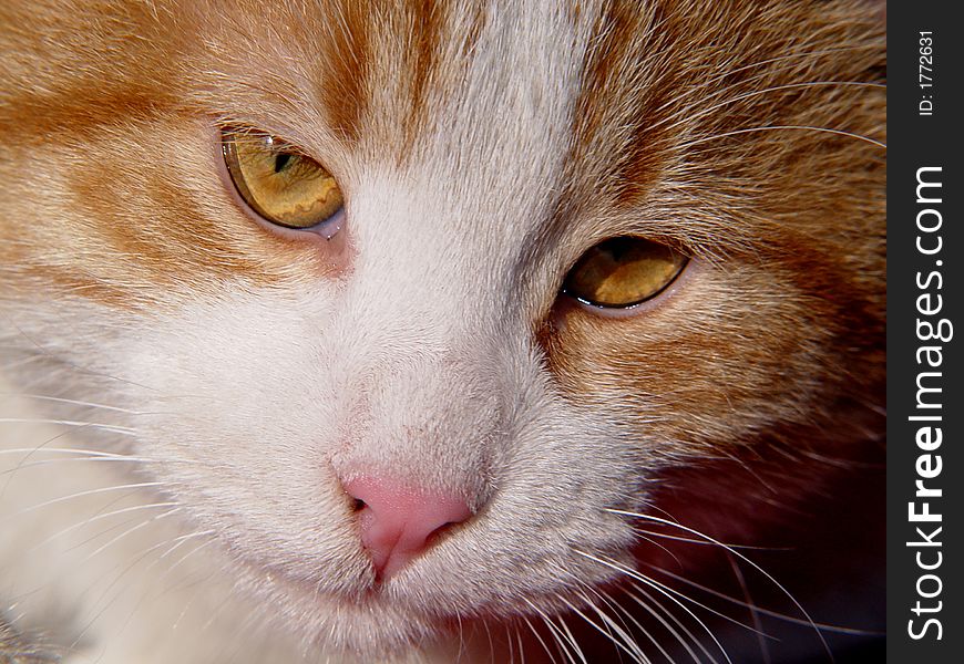 Close-up of a cat`s face