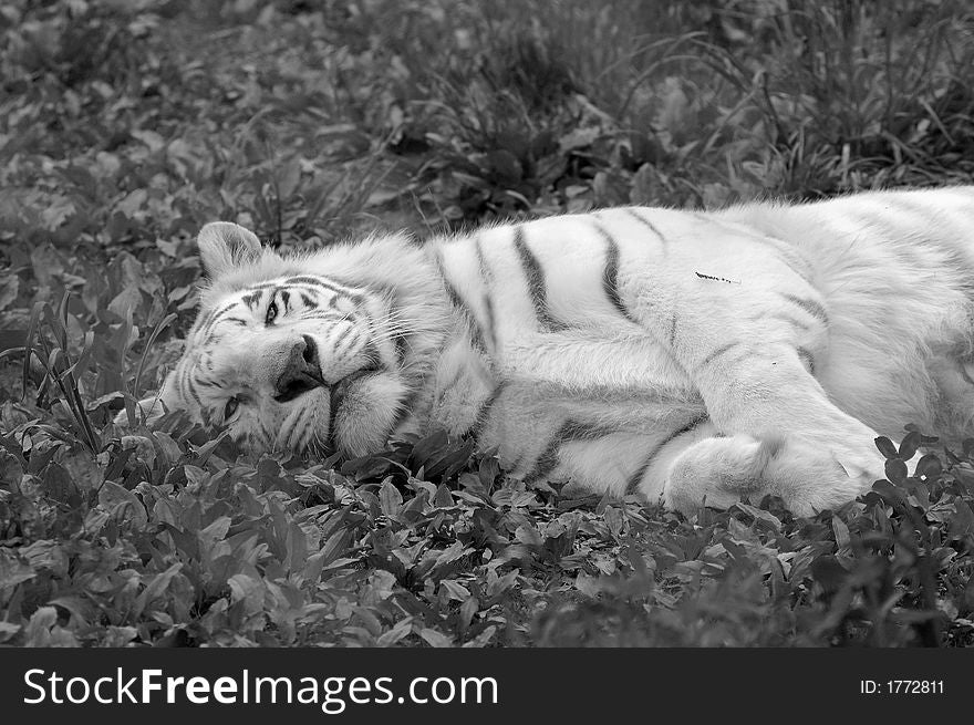 White Tiger Resting In Black And White