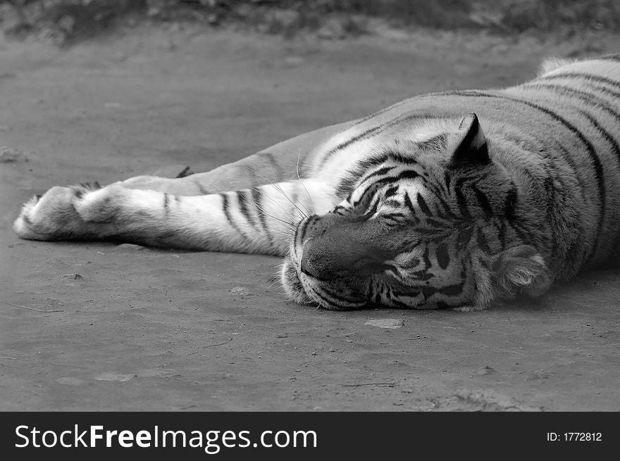 A Bengal tiger taking a rest and sleeping. (In black and white.). A Bengal tiger taking a rest and sleeping. (In black and white.)