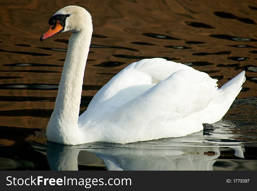 Moire Swan