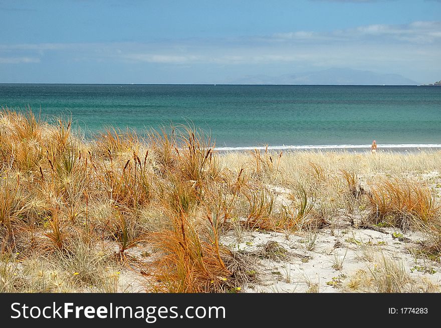 Orange beach grass with ocean in background