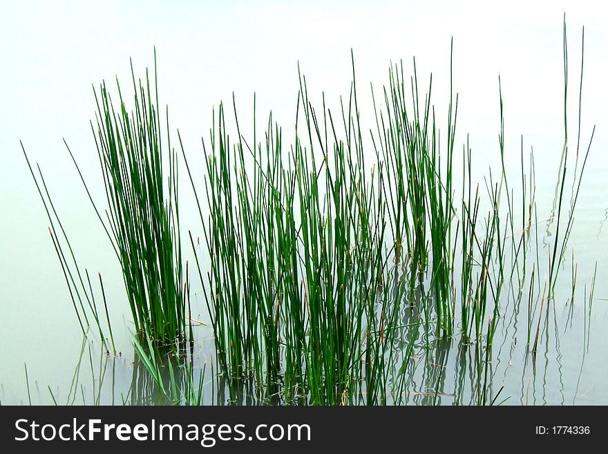 Some green grasses in water. Some green grasses in water